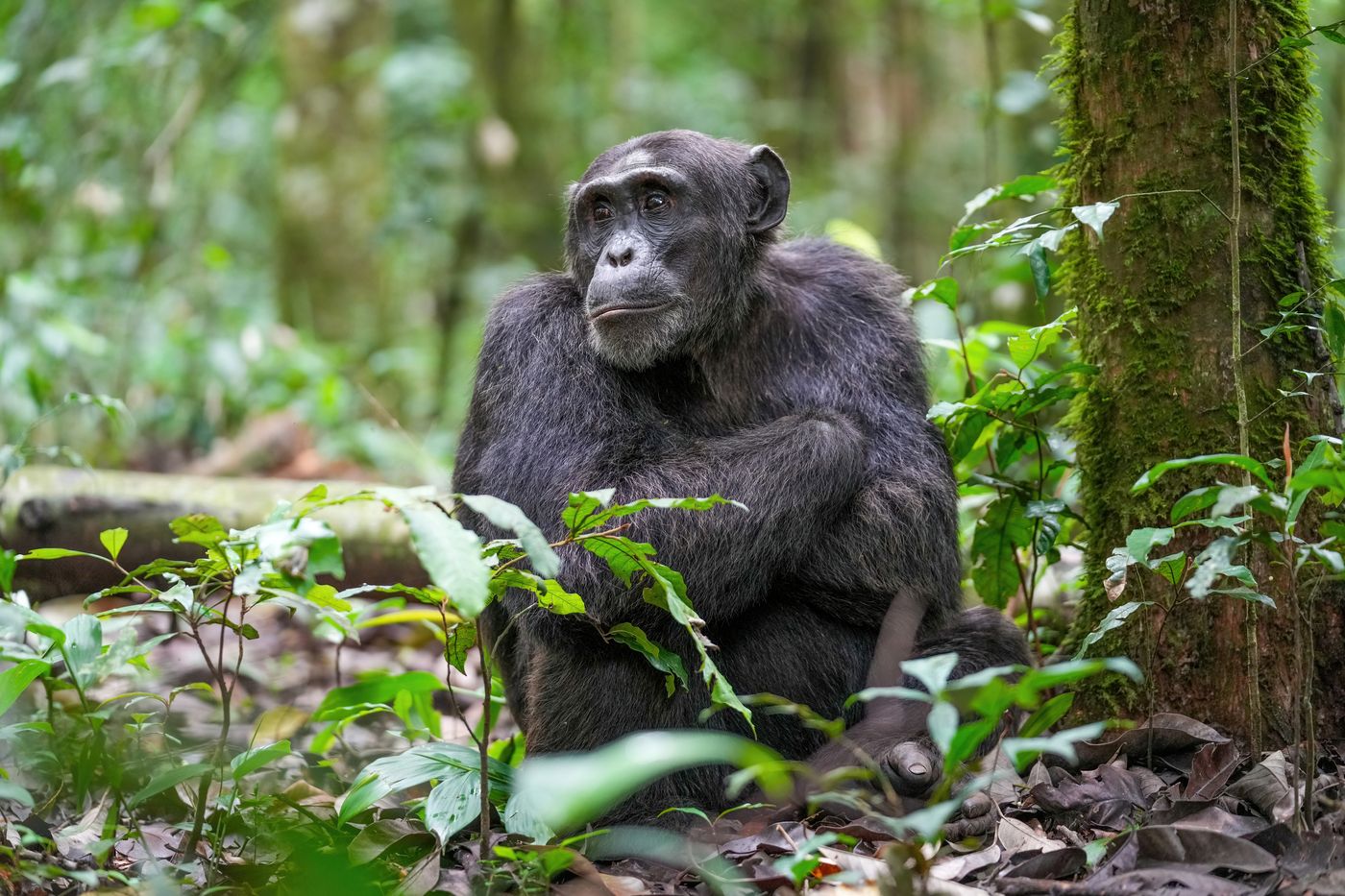 Kibale National Park