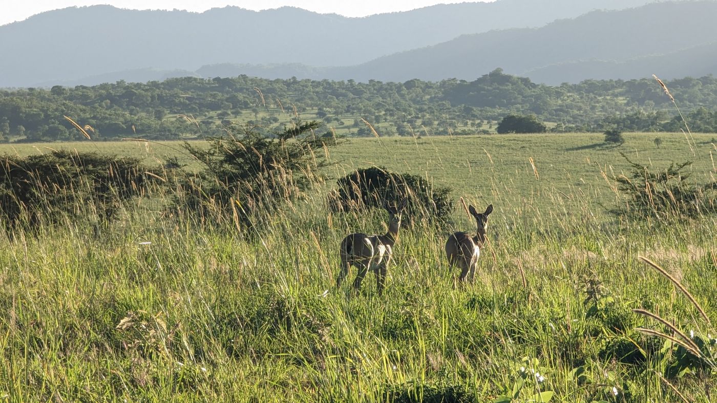 Kidepo Valley N.P.